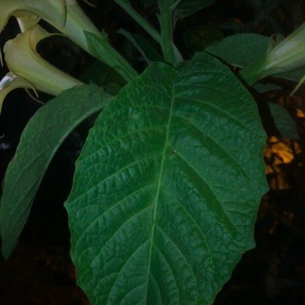 Brugmansia suaveolens List