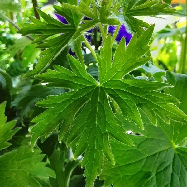 Delphinium grandiflorum Blatt