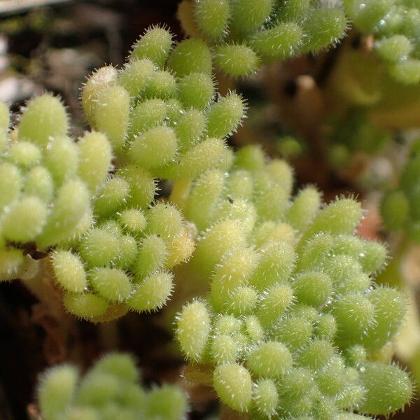 Sedum hirsutum Folha