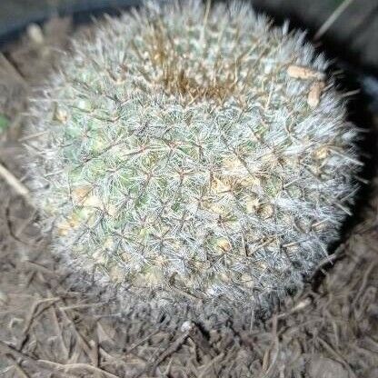 Mammillaria hahniana Habit