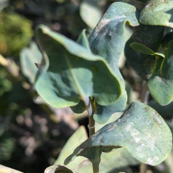 Cerinthe minor Blad