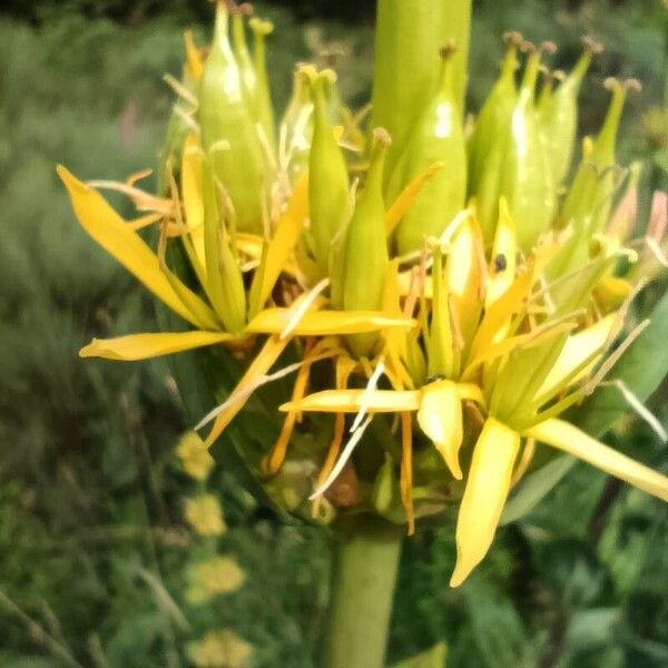 Gentiana lutea Cvet