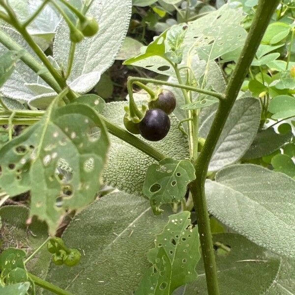 Solanum scabrum Frunză