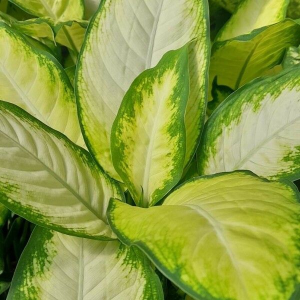 Dieffenbachia seguine Leaf