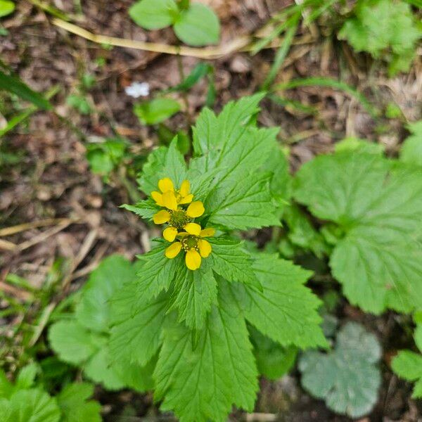 Geum macrophyllum Fleur