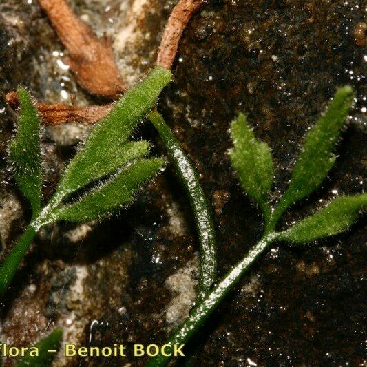 Asplenium seelosii Annet