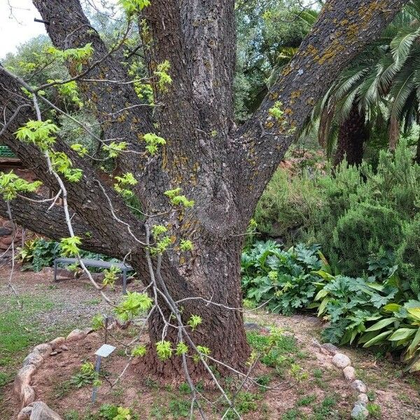 Carya illinoinensis 树皮