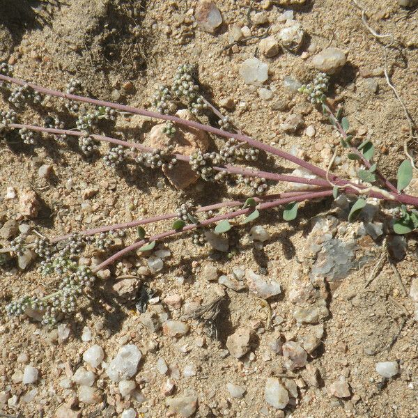 Corrigiola telephiifolia Habitus