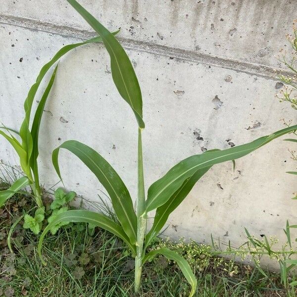 Sorghum bicolor Folha