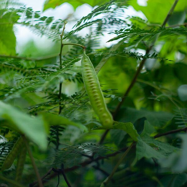 Leucaena leucocephala 果實