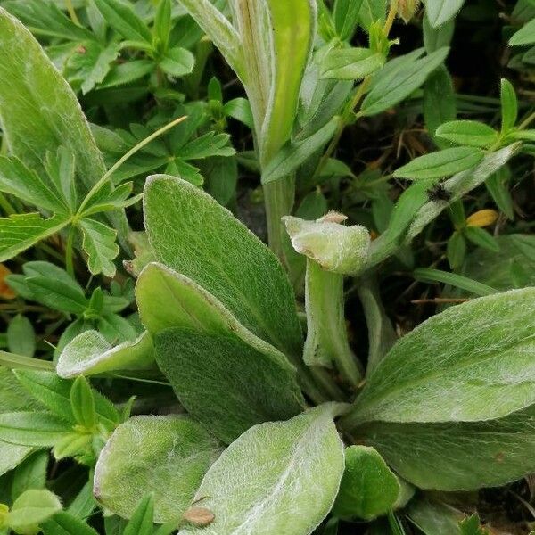 Tephroseris integrifolia Leaf