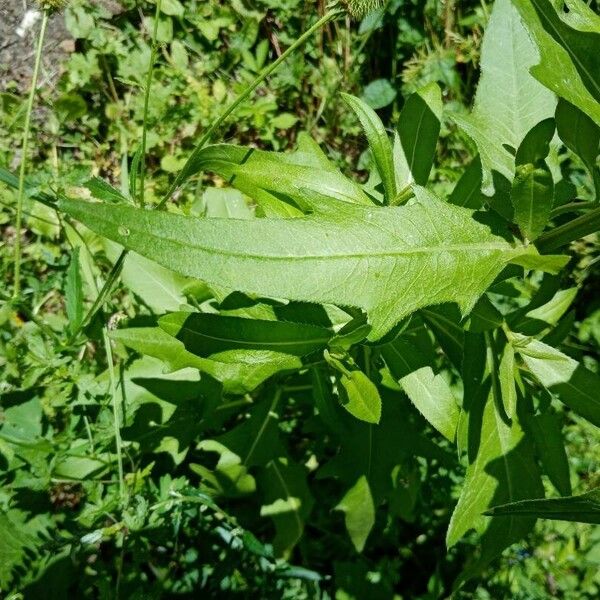 Cirsium arvense पत्ता