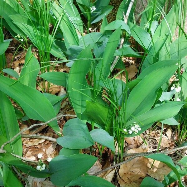 Convallaria majalis Blad