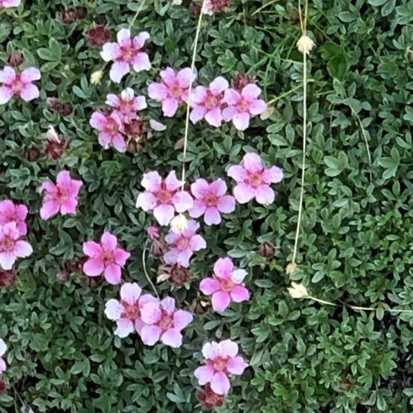 Potentilla nitida Fleur