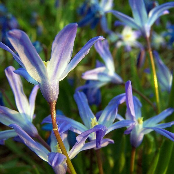 Scilla forbesii Flower