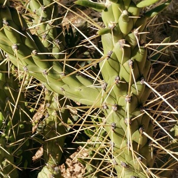 Austrocylindropuntia cylindrica Листок