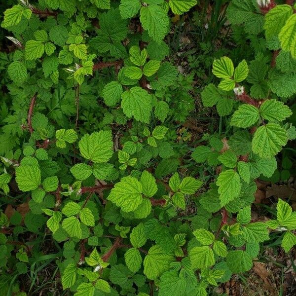 Rubus phoenicolasius पत्ता