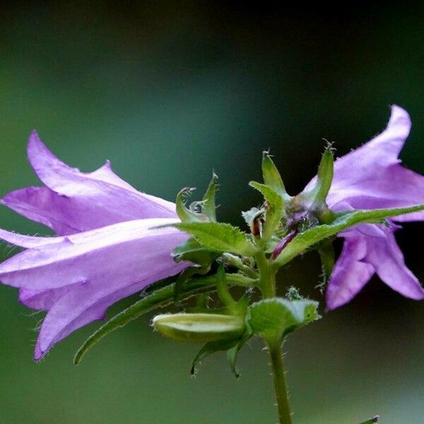 Campanula trachelium Blatt