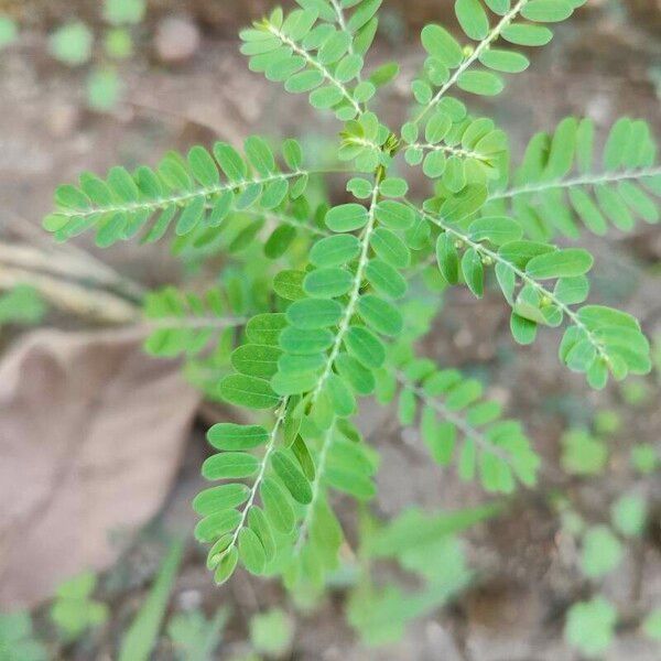 Phyllanthus amarus Leaf