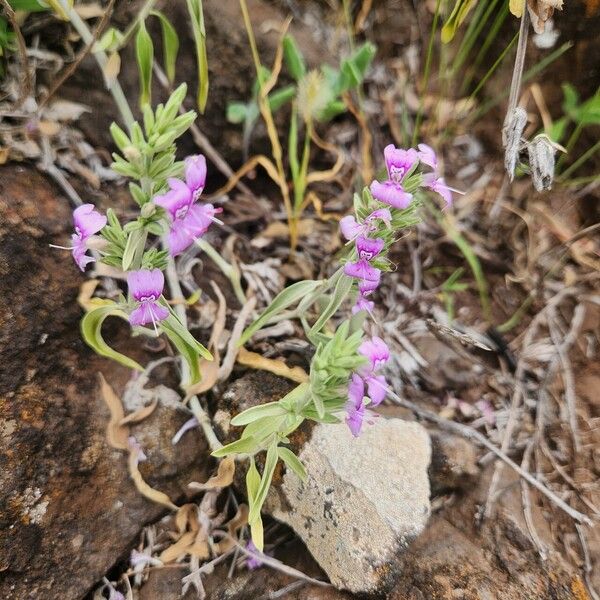 Hypoestes forskaolii Flors