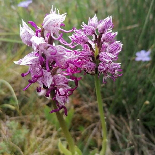 Orchis simia फूल