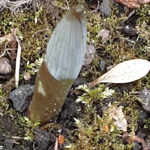 Polygonatum multiflorum पत्ता