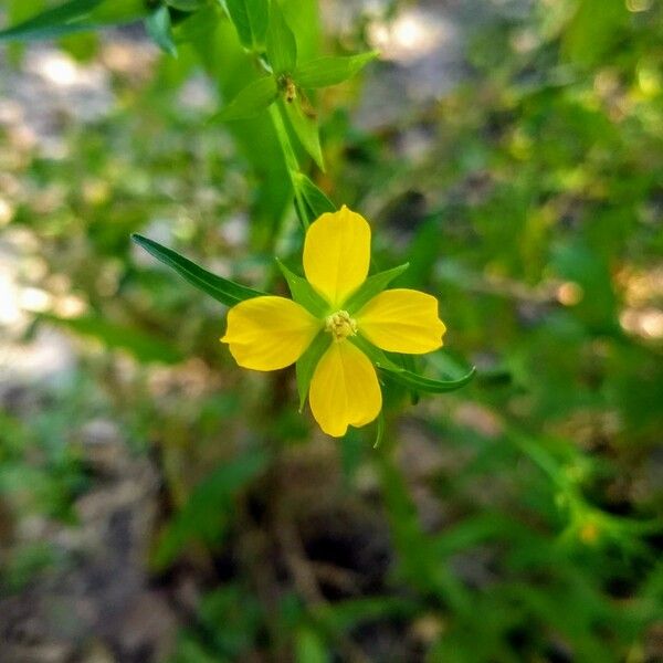 Ludwigia alternifolia Flor