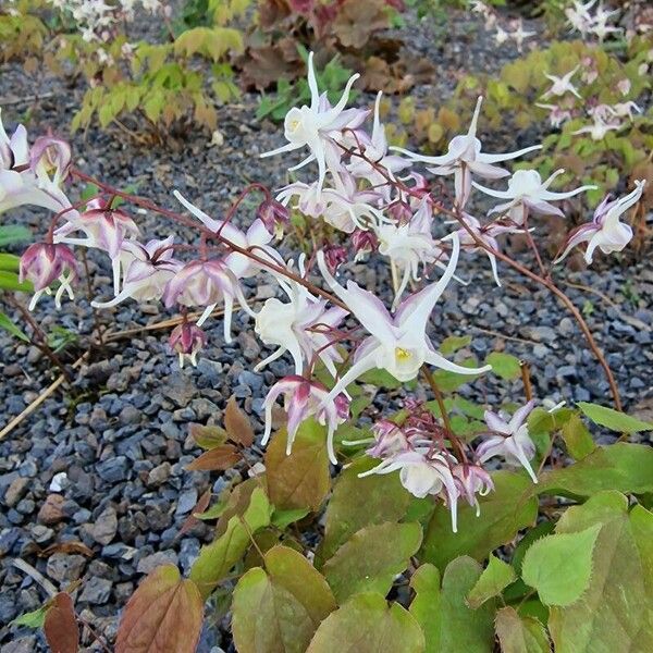 Epimedium grandiflorum Floare