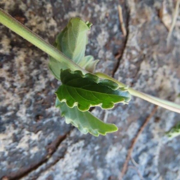 Cyphostemma digitatum Blad