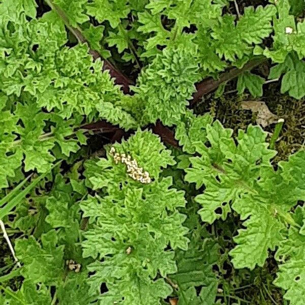 Senecio sylvaticus Blad