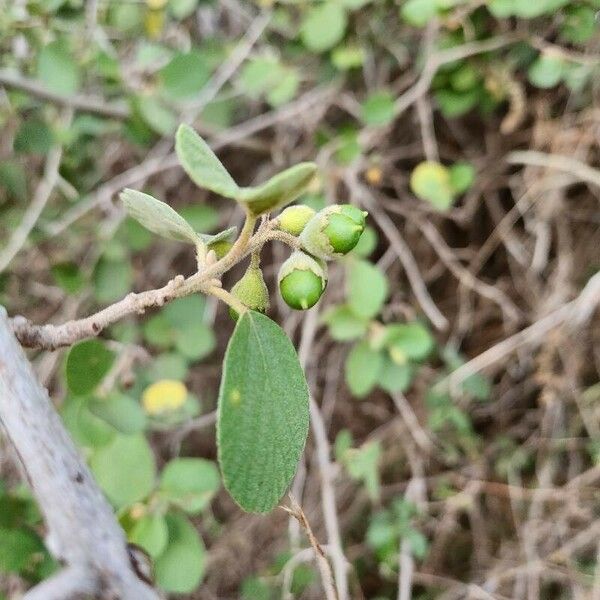 Cordia monoica Fruit