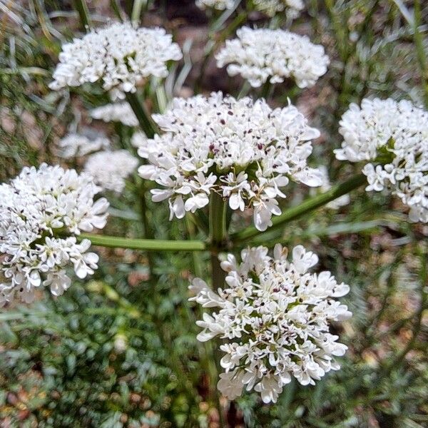 Oenanthe globulosa Flor