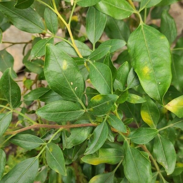 Chrysojasminum odoratissimum Leaf