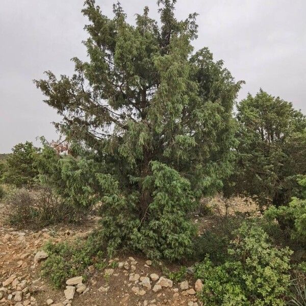 Juniperus oxycedrus Foglia