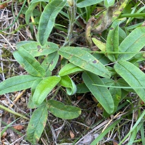 Trifolium alpestre 葉