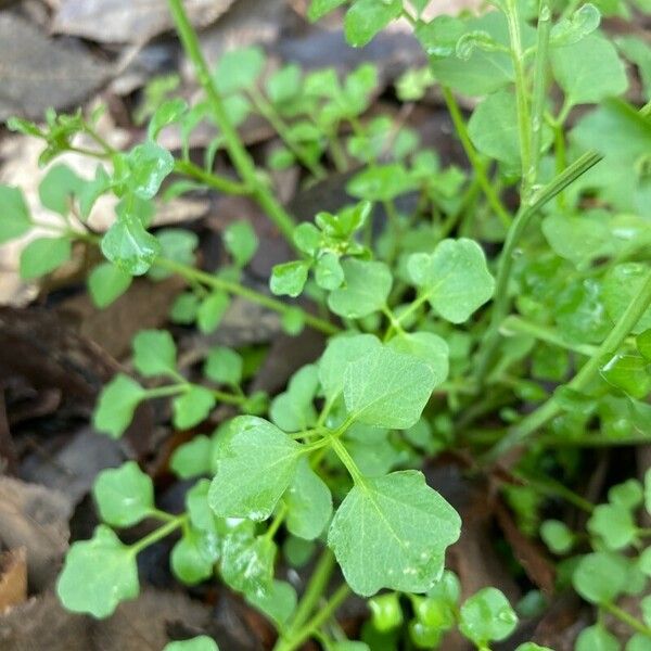 Cardamine hirsuta Ліст