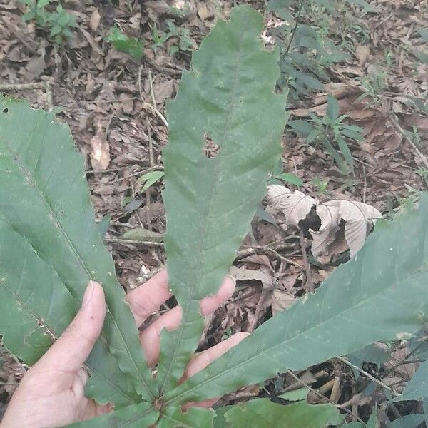 Quercus lancifolia Blad
