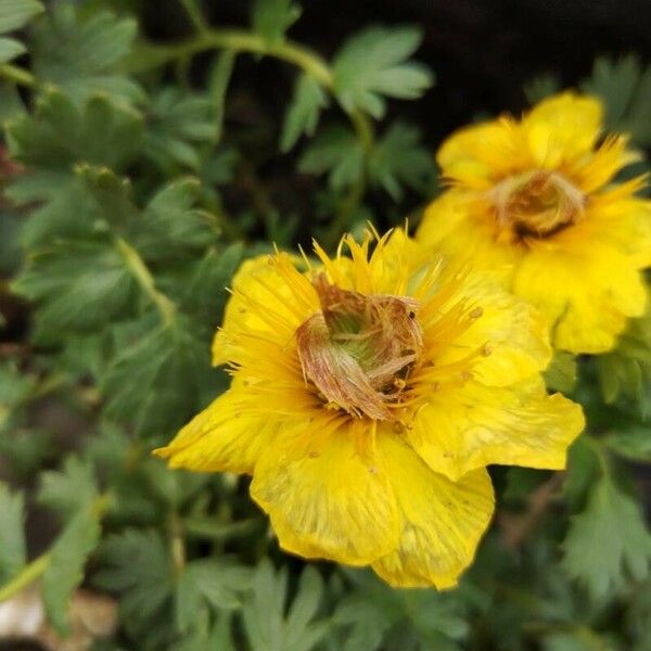 Geum reptans Çiçek