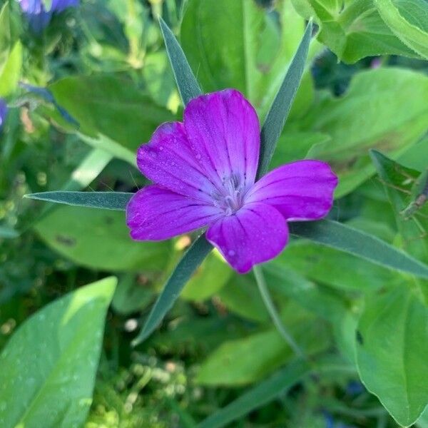 Agrostemma githago Flower