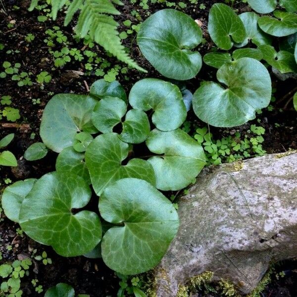 Asarum europaeum Deilen