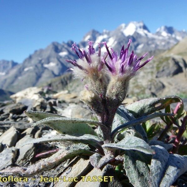 Saussurea alpina Hábito