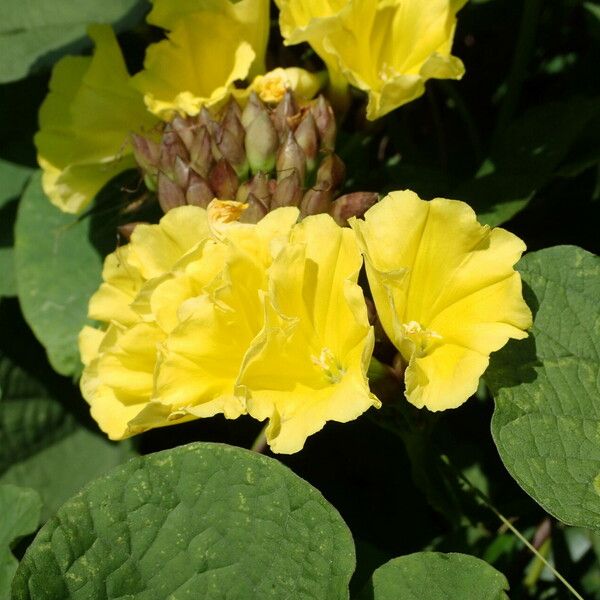 Merremia umbellata Fiore