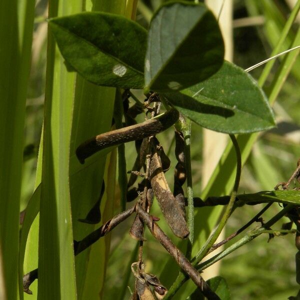 Galactia striata Gyümölcs