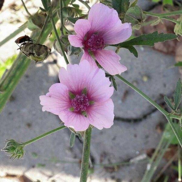 Althaea cannabina പുഷ്പം