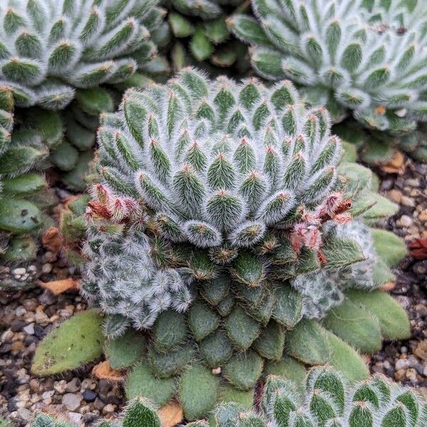 Echeveria setosa Levél