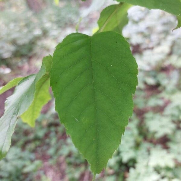 Fraxinus americana Feuille