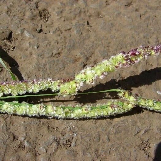 Paspalum fimbriatum ᱛᱟᱦᱮᱸ