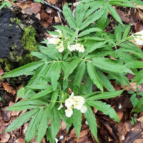 Cardamine kitaibelii 花