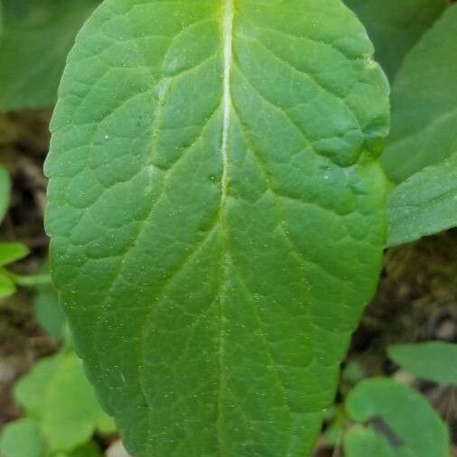 Phyteuma nigrum Leaf