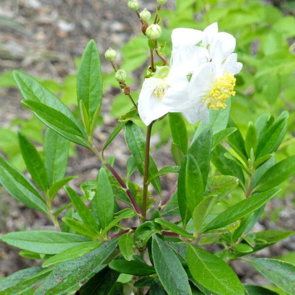 Carpenteria californica (Tree-anomone)
